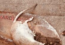 Effective Strategies for Rat-Proofing Your Home and Yard in Thunder Bay Learn how to effectively rat-proof your home and yard in Thunder Bay with these expert prevention tips.