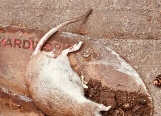 Understanding the Inherent Risks of Common Household Pests Learn how to effectively rat-proof your home and yard in Thunder Bay with these expert prevention tips.