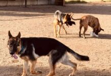 Why Socialization is Key for Your German Shepherd Puppy German Shepherd