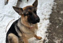 Caring for Your Pets During Cold Weather: Tips for a Safe and Happy Winter Your pet might love winter but it is up to you to keep him or her safe and warm