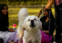 When to Seek Legal Help from Southfield Dog Bite Injury Lawyers dog