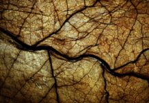 Exploring the Growth of Native Cigarette Brands in Canada Tobacco