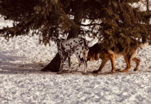 Winter’s Coming, Hoomans! A German Shepherd’s Guide to Cold Weather Pet Prep Park