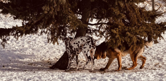 Winter’s Coming, Hoomans! A German Shepherd’s Guide to Cold Weather Pet Prep Park