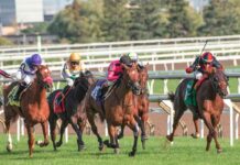 Analyzing the Odds: A Look Into the Gulfstream Park Picks If you’re a fan of horse racing, Gulfstream Park in Hallandale Beach, Florida, is likely on your radar