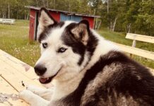 Misty Monday for Marten Falls – Showers, Wind and a Touch of Thunder Possible Siberian Husky Rain in Marten Falls on NIPD 2025