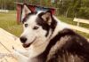 August 17, 2026: Far North Ontario Weather — Rain, Thunderstorm Risk and a Sharp Midweek Cool-Down Rain the Siberian Husky happy in Marten Falls