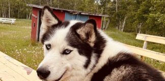 August 17, 2026: Far North Ontario Weather — Rain, Thunderstorm Risk and a Sharp Midweek Cool-Down Rain the Siberian Husky happy in Marten Falls