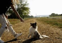 Dog Won’t Take Treats Outside? Why It Happens and How to Fix It Dog getting a treat