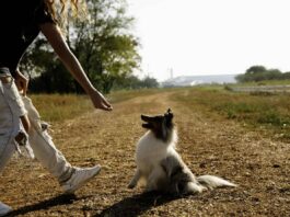 The Pluses and Minuses of Dog Parks Dog getting a treat