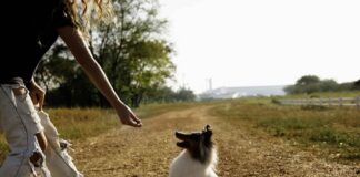 The Pluses and Minuses of Dog Parks Dog getting a treat