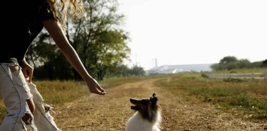 The Pluses and Minuses of Dog Parks Dog getting a treat