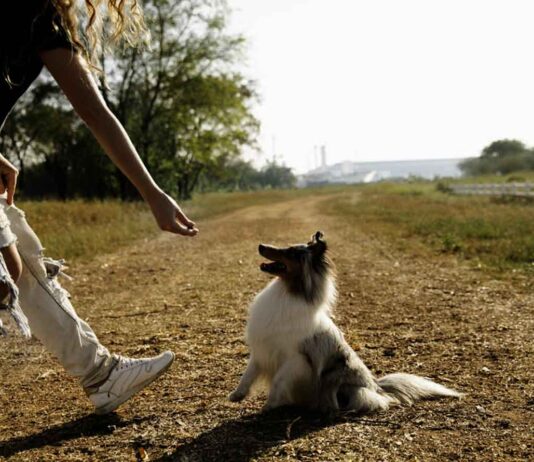 The Pluses and Minuses of Dog Parks Dog getting a treat