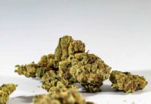 Why Live Resin Is Becoming a Top Choice for Wellness-Focused Canadians Photo by Terrance Barksdale: https://www.pexels.com/photo/close-up-of-dried-cannabis-on-white-background-16677968/