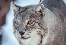 Find Your Focus: The Best Sony Camera Setup for Landscape & Wildlife Photography Canadian Lynx in winter