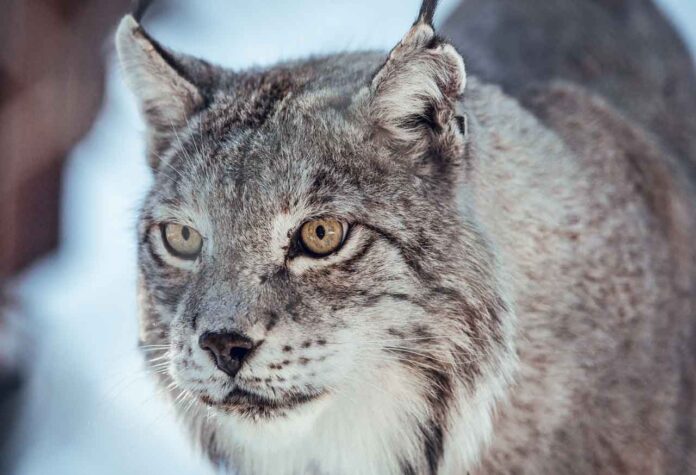 lynx-on-hill-near-stones-and-snow-2025-04-03-19-37-39-utc Canadian Lynx in winter