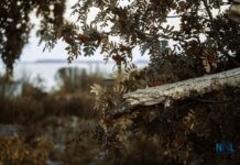 October 1, 2025: Thunder Bay Weather Forecast Fall Colours are great to see and capture on your camera.