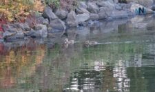Two-Ducks-Swimming-Marina-Park-Spet-13-2025-DSC02600
