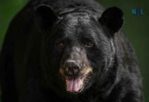 Nipigon Couple Injured After Bear Enters Home; How to Bear-Proof Your House in Northwestern Ontario OPP removes bear after late-night home entry; couple treated for non-life-threatening injuries