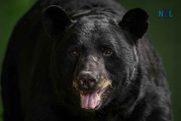 black-bear-from-front OPP removes bear after late-night home entry; couple treated for non-life-threatening injuries