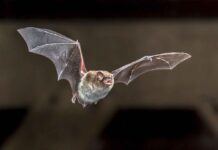 Bat in Rainy Lake Area Tests Positive for Rabies, NWHU Warns Bat tests positive for Rabies