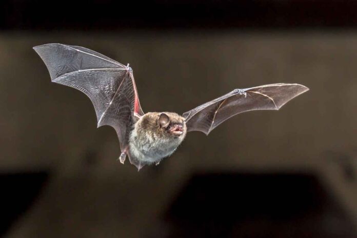 Bat tests positive for Rabies