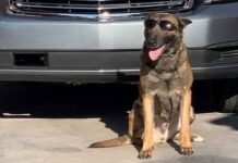 Police Dog in Las Vegas Sniffs Out $10.5 Million in Cocaine Hidden in Tomato Shipment Las Vegas K9 dog Nuggetz uncovers $10.5M in cocaine hidden in tomato truck; two suspects arrested.