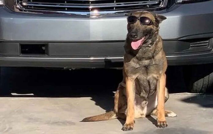 Las Vegas K9 dog Nuggetz uncovers $10.5M in cocaine hidden in tomato truck; two suspects arrested. Las Vegas K9 dog Nuggetz uncovers $10.5M in cocaine hidden in tomato truck; two suspects arrested.