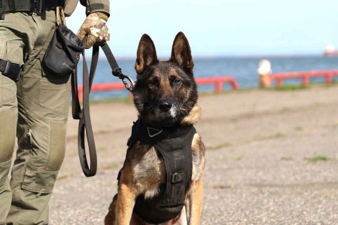 K9-TBPS Police Service Dog (PSD) Lucek