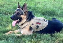 A Very Merry Christmas, From Me: Behzhig the Intrepid German Shepherd Guide to Pet-Happy Holidays The chill is coming... I like the cold, but not all dogs have an undercoat like me