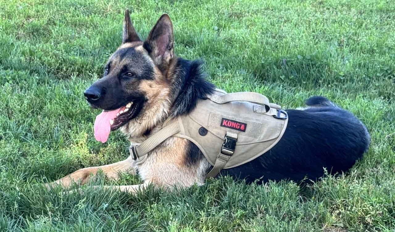 The chill is coming... I like the cold, but not all dogs have an undercoat like me