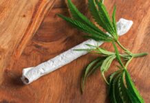 A Beginner’s Guide to CBD Pre Rolls: What You Need to Know CBD Prerolls