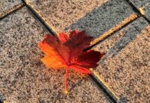 Weather – A Frosty Start, Mixed Precip Tonight, Brighter but Colder Weekend for Thunder Bay Maple Leaf