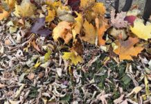 Thunder Bay: Flurries Fade, Skies Clear Tonight, Bright Sunday Ahead weather