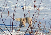 Wasaho Cree Nation: Light Snow Today, Dangerous Wind Chills Tonight White Bear in Wasaho Cree Nation - Image Lydia Matthews