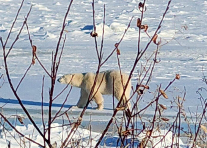 White Bear in Wasaho Cree Nation - Image Lydia Matthews