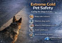 Caring for Dogs and Cats in Extreme Cold When temperatures plunge and wind chills spike, dogs and cats can lose body heat fast—especially if they’re wet, small, older, or dealing with health issues