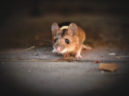 How to Stop Recurring Pest Infestations? https://www.pexels.com/photo/close-up-photo-of-a-cute-rat-5009442/