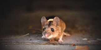 How to Stop Recurring Pest Infestations? https://www.pexels.com/photo/close-up-photo-of-a-cute-rat-5009442/