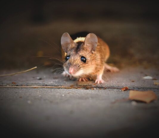 How to Stop Recurring Pest Infestations? https://www.pexels.com/photo/close-up-photo-of-a-cute-rat-5009442/