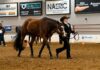 Murillo Youth Rider Rachel Berry Earns National AQHA Title in Breakout First Season Murillo Youth Rider Rachel Berry Earns National AQHA Title in Breakout First Season