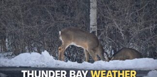 March 20, 2026: Thunder Bay Weather Forecast for the First Day of Spring Thunder Bay Weather