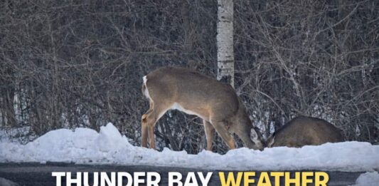 March 20, 2026: Thunder Bay Weather Forecast for the First Day of Spring Thunder Bay Weather