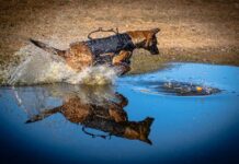 NAPS introduces K9 Kona and handler Tyler Gordon as service expands policing capacity in the North Cst Godon - K9 Kona - Spring 2026 (23)