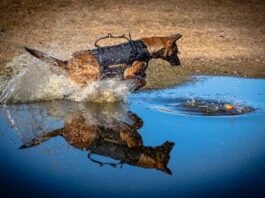 NAPS introduces K9 Kona and handler Tyler Gordon as service expands policing capacity in the North Cst Godon - K9 Kona - Spring 2026 (23)