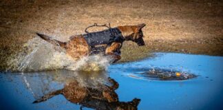 NAPS introduces K9 Kona and handler Tyler Gordon as service expands policing capacity in the North Cst Godon - K9 Kona - Spring 2026 (23)