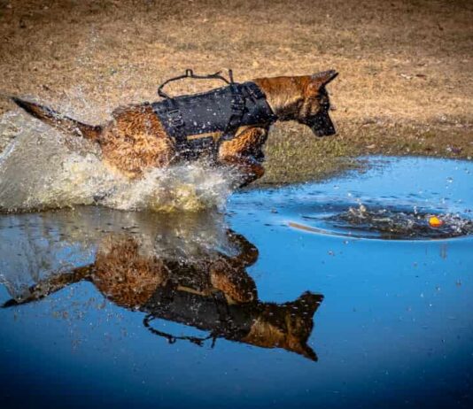 NAPS introduces K9 Kona and handler Tyler Gordon as service expands policing capacity in the North Cst Godon - K9 Kona - Spring 2026 (23)