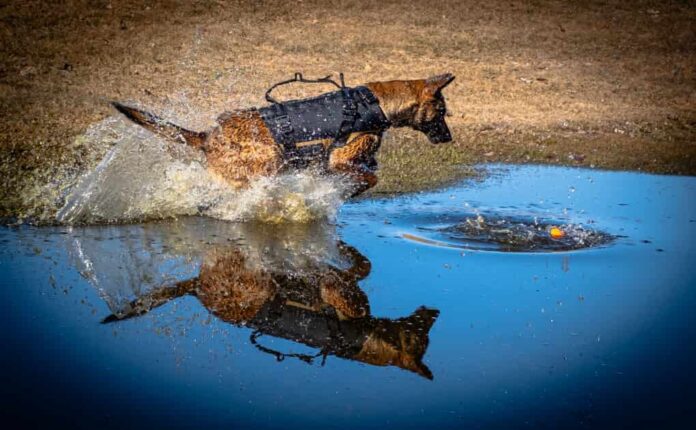 Cst Godon - K9 Kona - Spring 2026 (23)