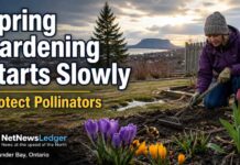 Northwestern Ontario gardeners should wait on tender plants as cold nights linger into early May Don’t let a few brighter days fool you: Northwestern Ontario’s garden season is starting slowly — and pollinators need that patience