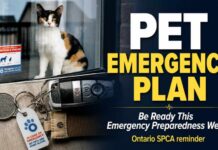 Ontario SPCA Reminds Pet Owners to Include Household Pets in Emergency Plans SPCA Pet Emergency Plan